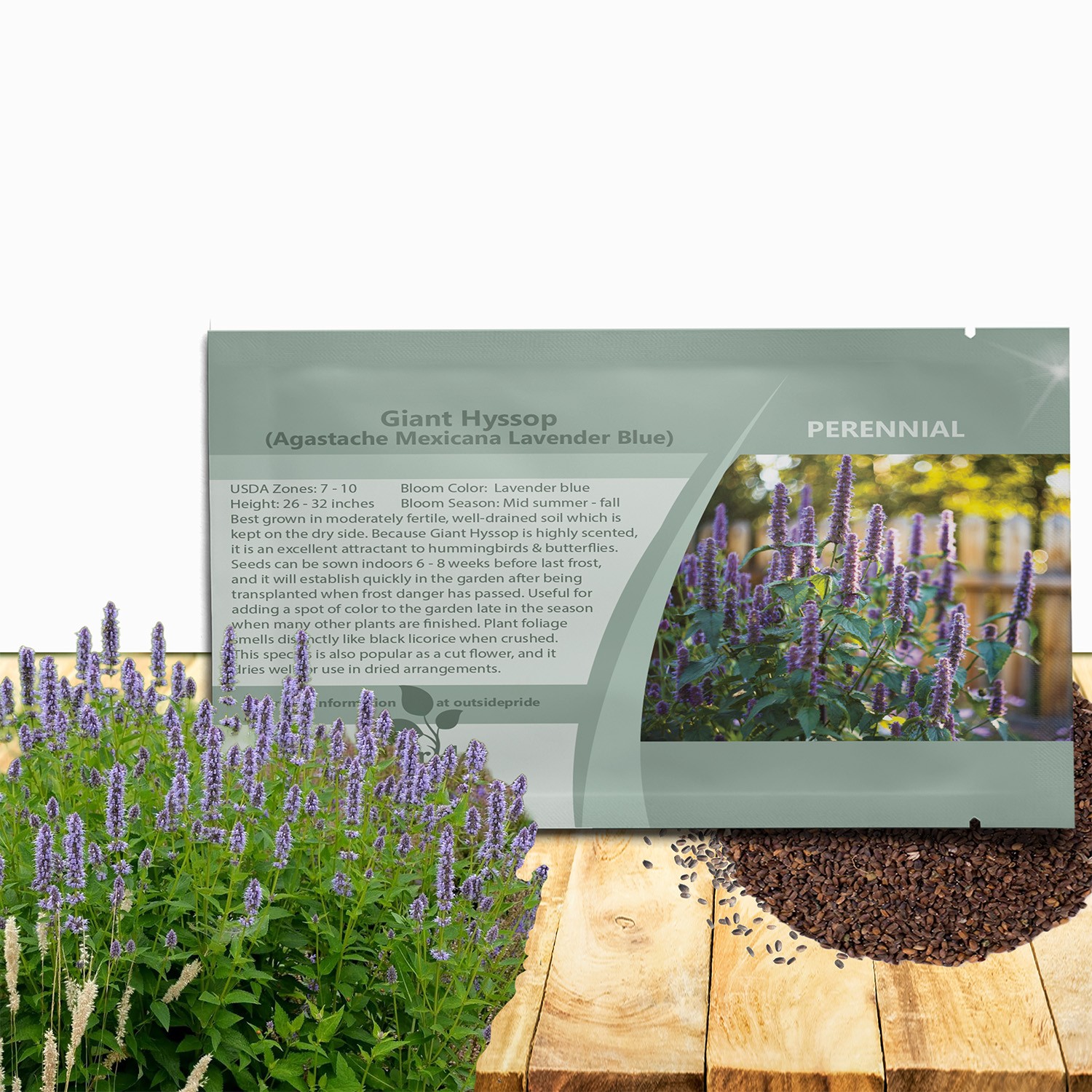 1000 Seeds Agastache Hyssop Seeds – Lavender Blue Flower Seeds