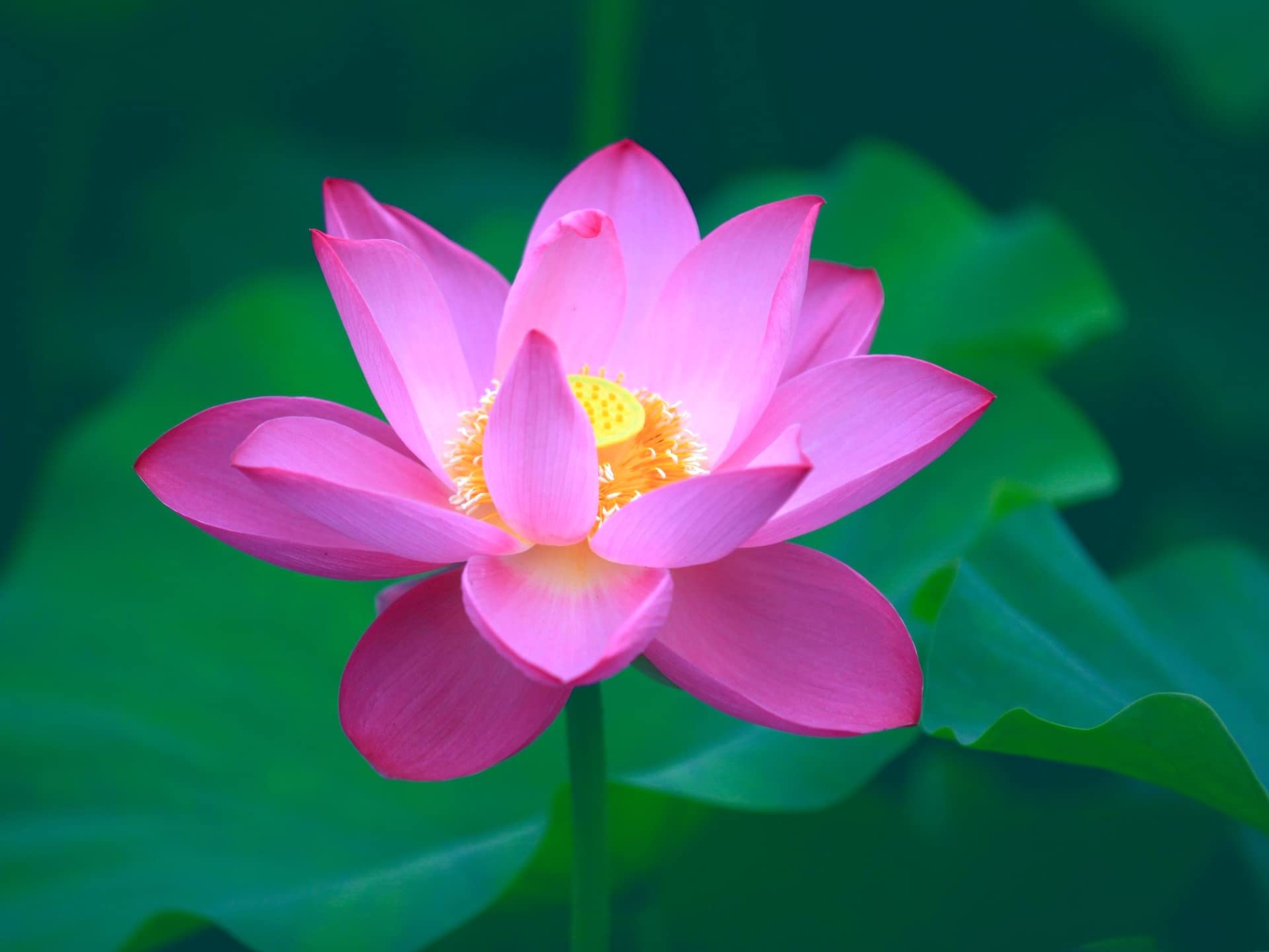 30PCS Bowl Lotus Seeds Bonsai Lotus Seeds for Planting Water Lily Flower