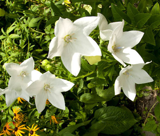 BALLOON FLOWER WHITE Platycodon Grandiflorus – 600 Bulk Seeds