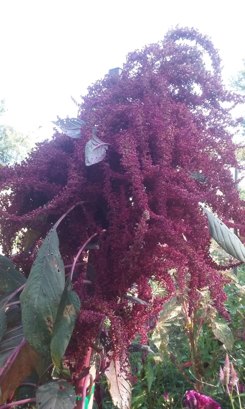 Purple Fountain Giant Amaranth 50 Seeds Heirloom 8 FT TALL! Comb. S/H