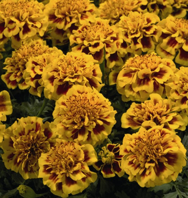 25+ Little Hero Fire Marigold Seeds for Garden Planting – USA – FREE SHIPPING!