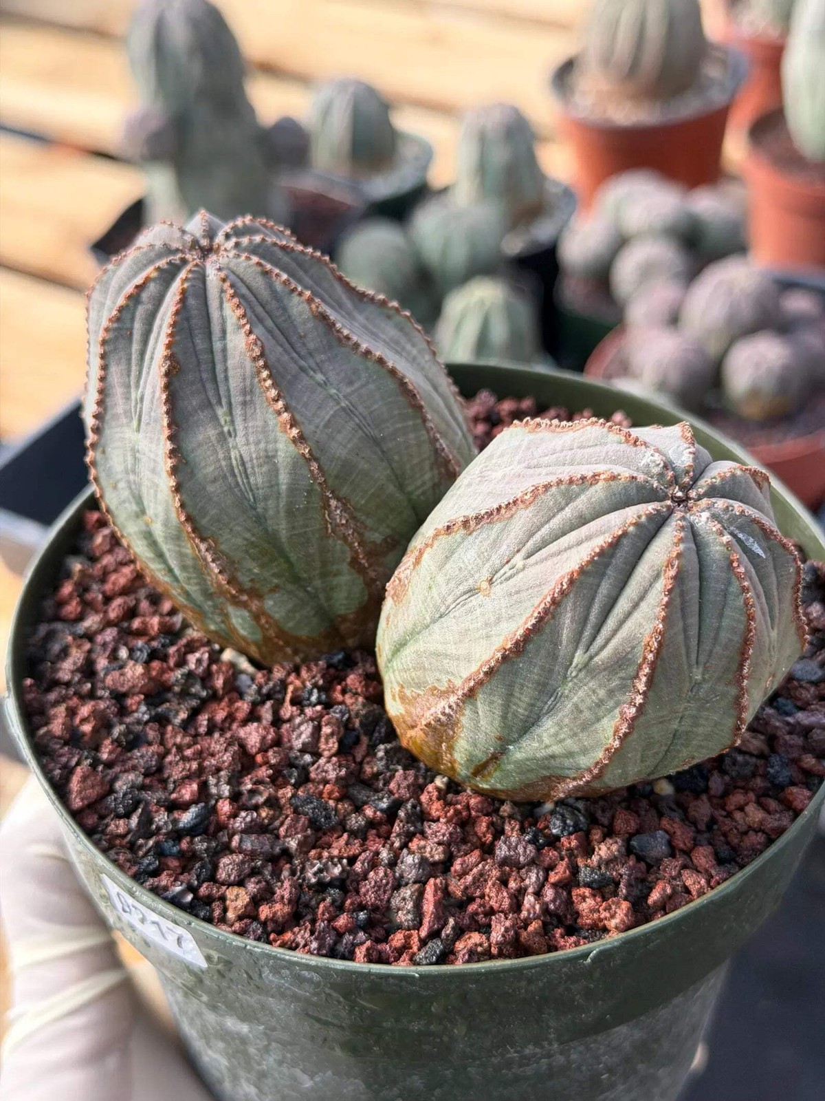 Large Euphorbia Obesa Double Heads | Rare Succulent | Seed‑Grown Live Cactus Pla