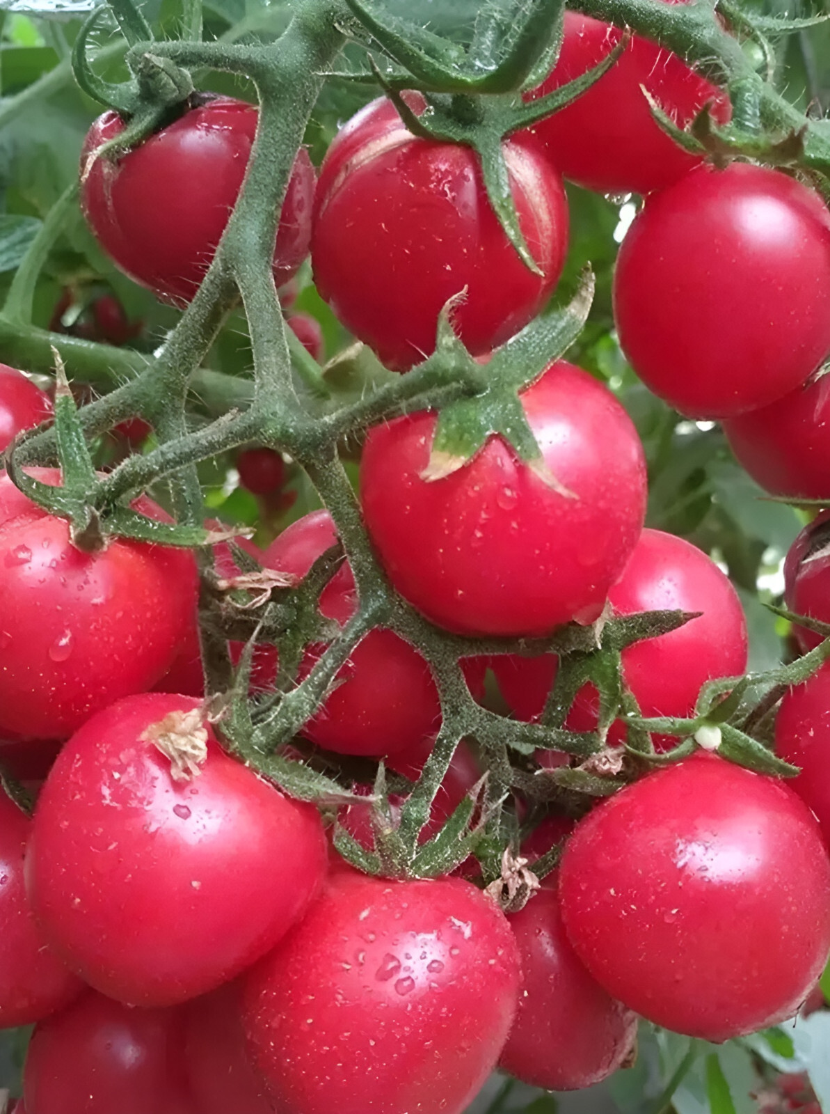 100 Heirloom Large Red Cherry Tomato Seeds – Sweet and Bite Sized! Indeterminate