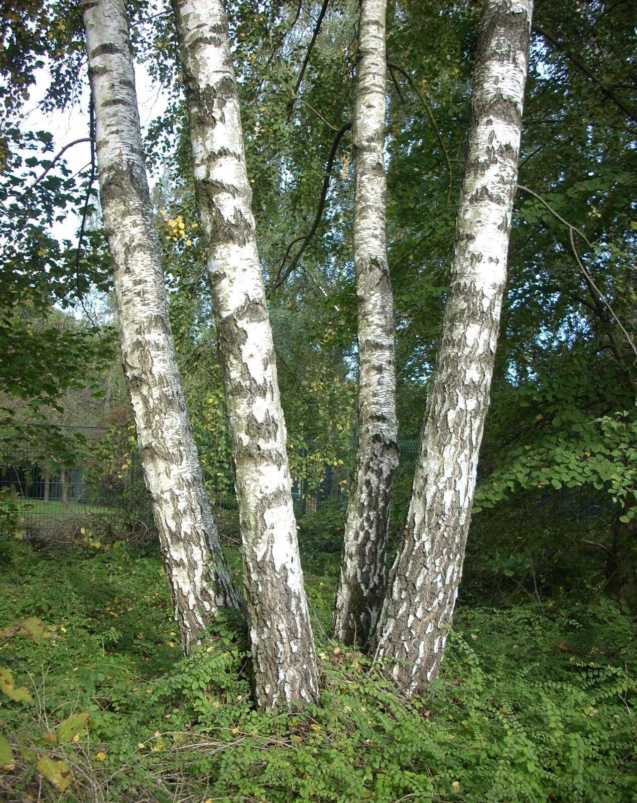European White Birch, (Silver Birch), Betula pendula alba, Bonsai Tree Seeds