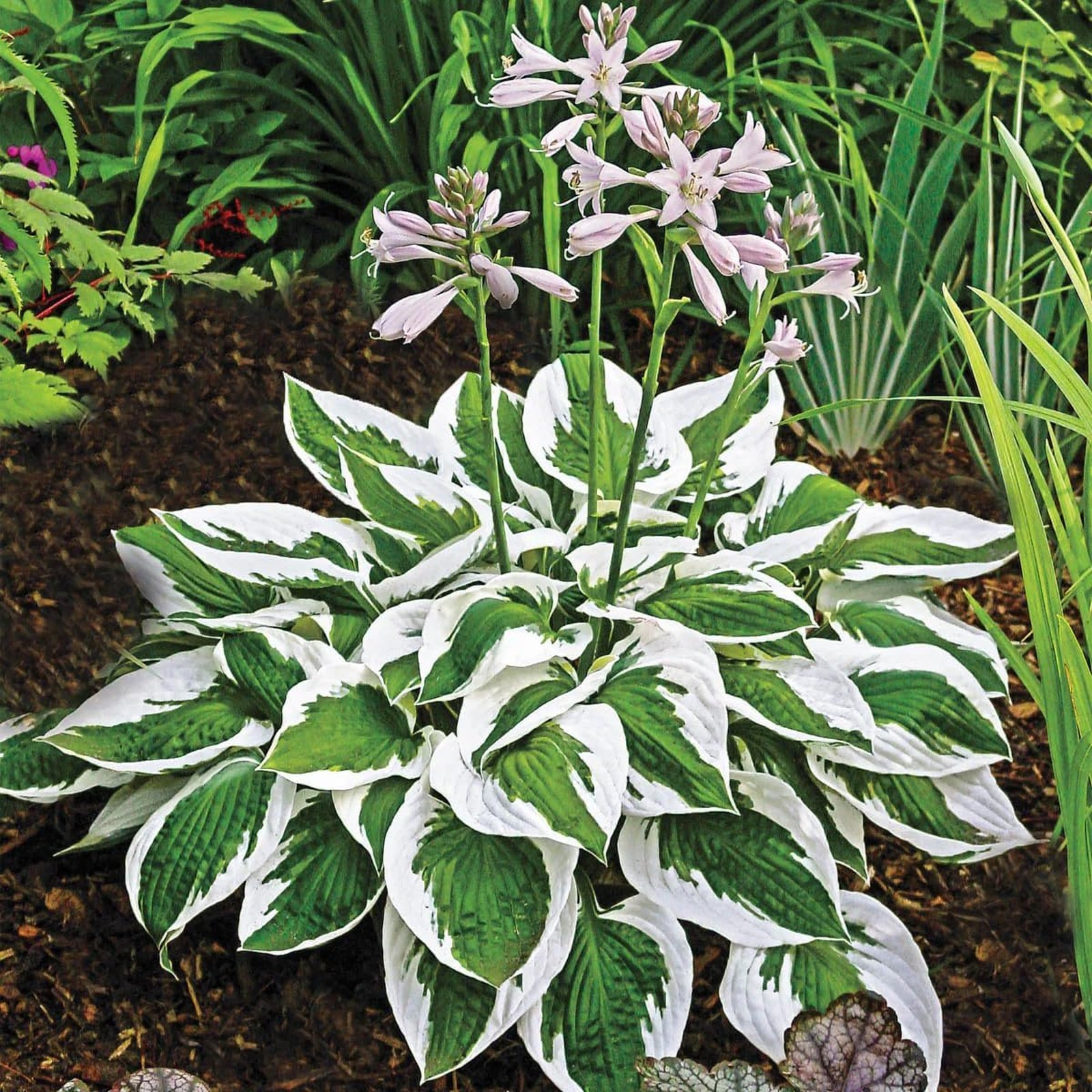 Perennial Flower Seeds Hosta 350+ Seeds for Garden Planting Outdoor Home