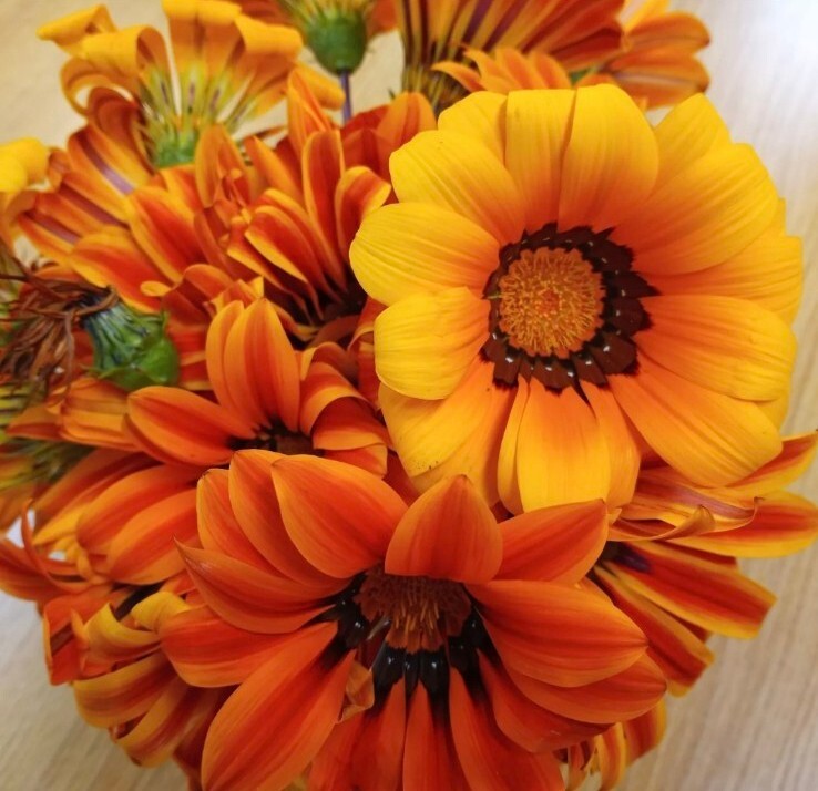 Gazania- Sunshine Mix-50 Seeds- SHIPS and Free