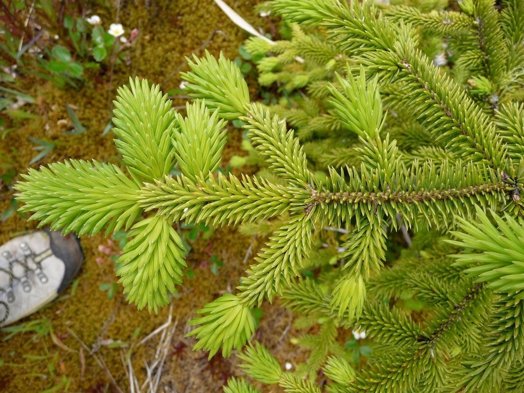 10 Sitka Spruce Seeds