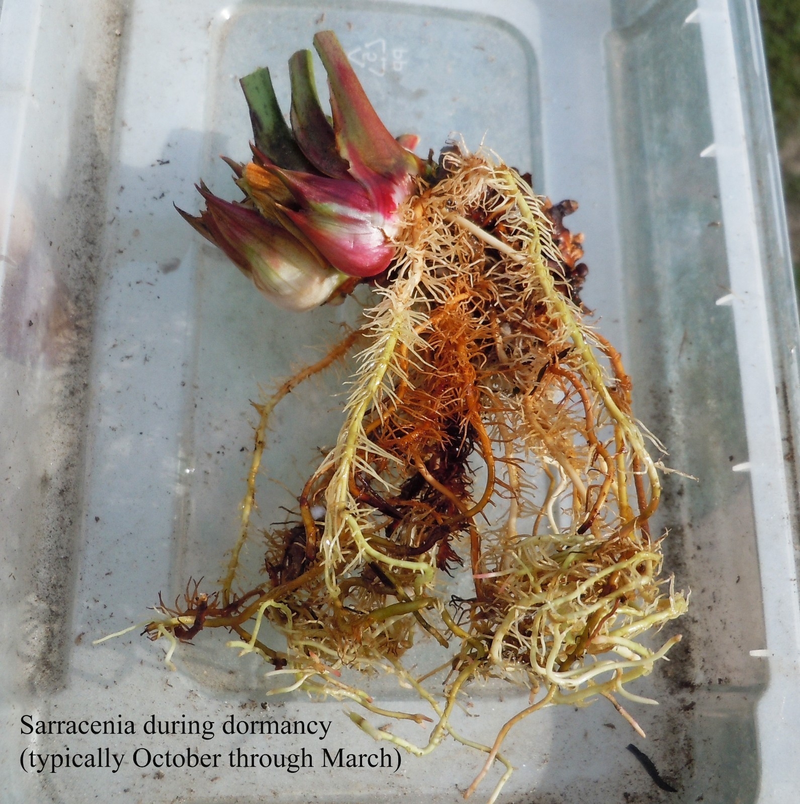 Live Carnivorous Plants – Sarracenia ‘Dixie Lace’ Pitcher Plant (medium size)