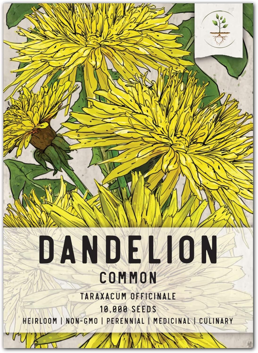 , 10,000+ Common Dandelion Herb Seeds For Planting (Taraxacum Officina