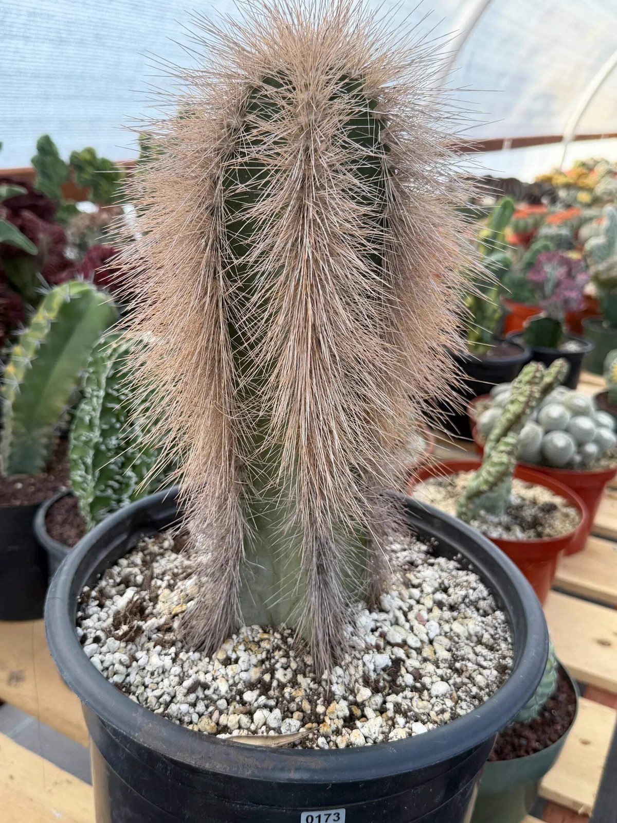 Woolly Rhino Columnar Cactus Cutting | Rare Calloused Live Plant Ready to Root #