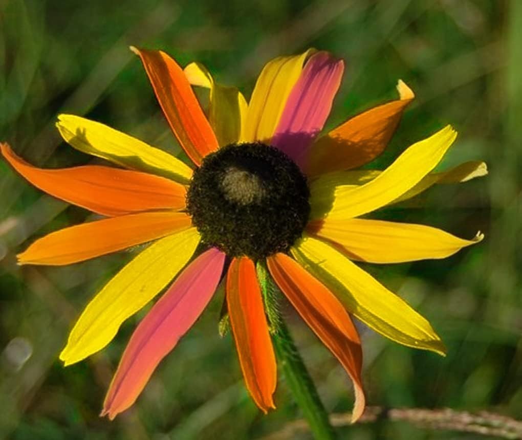 Heirloom Black Eyed Susan Seeds: Colorful Blooms & Pollinator Friendly (5G)