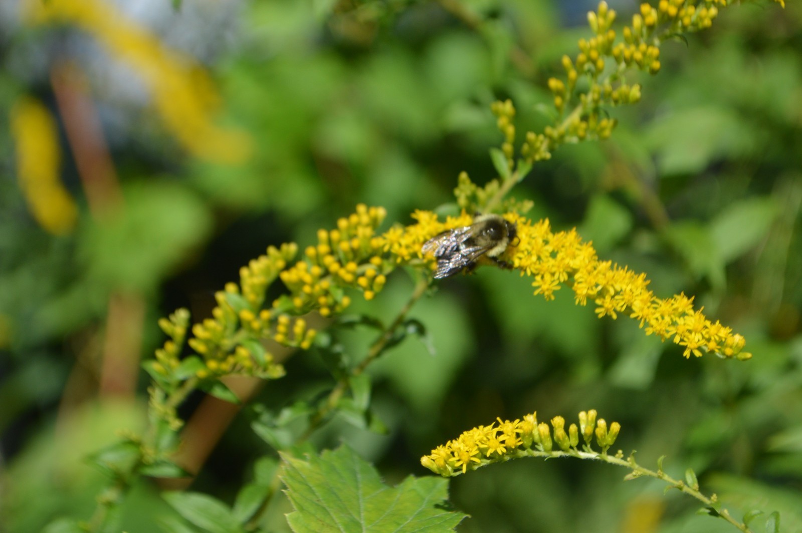 Wrinkleleaf Goldenrod Seeds/1/4 teaspoon +/Solidago Ruguso/Native US Plant
