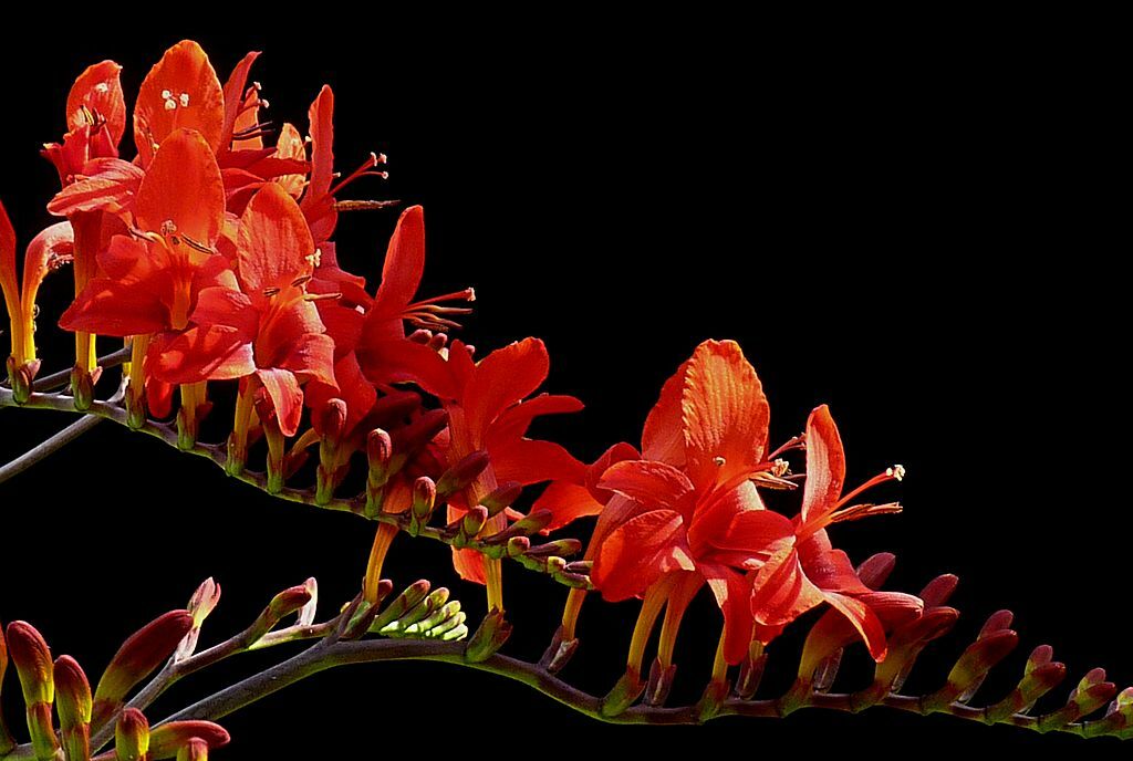 crocosmia lucifer. 112 SEEDS, bright red flowers, EZ to grow seeds, USA seller