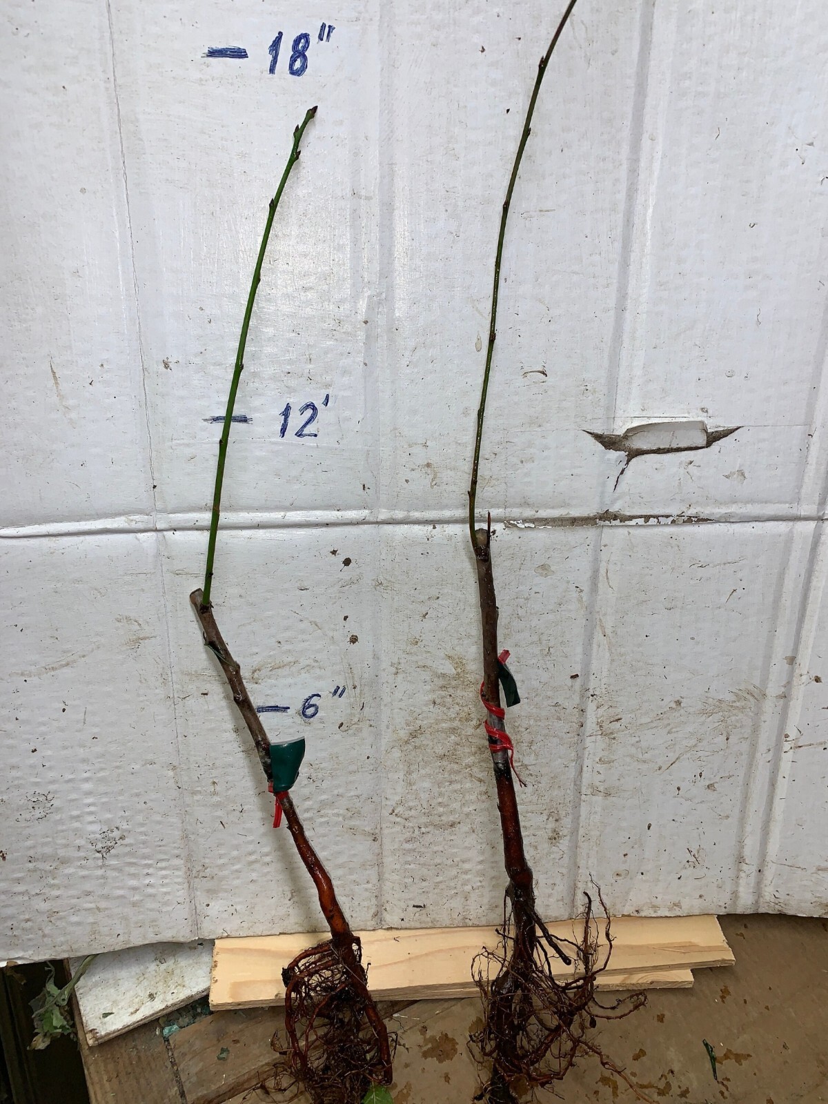 12-18″ tall French Prune, bare root, 1 grafted plant, 1 year old