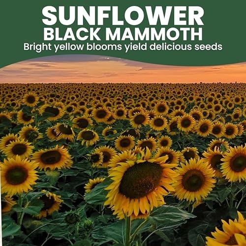 Bulk 1/4 lb Black Mammoth Sunflower Seeds – 1,000 Premium Flower Seeds for Plant