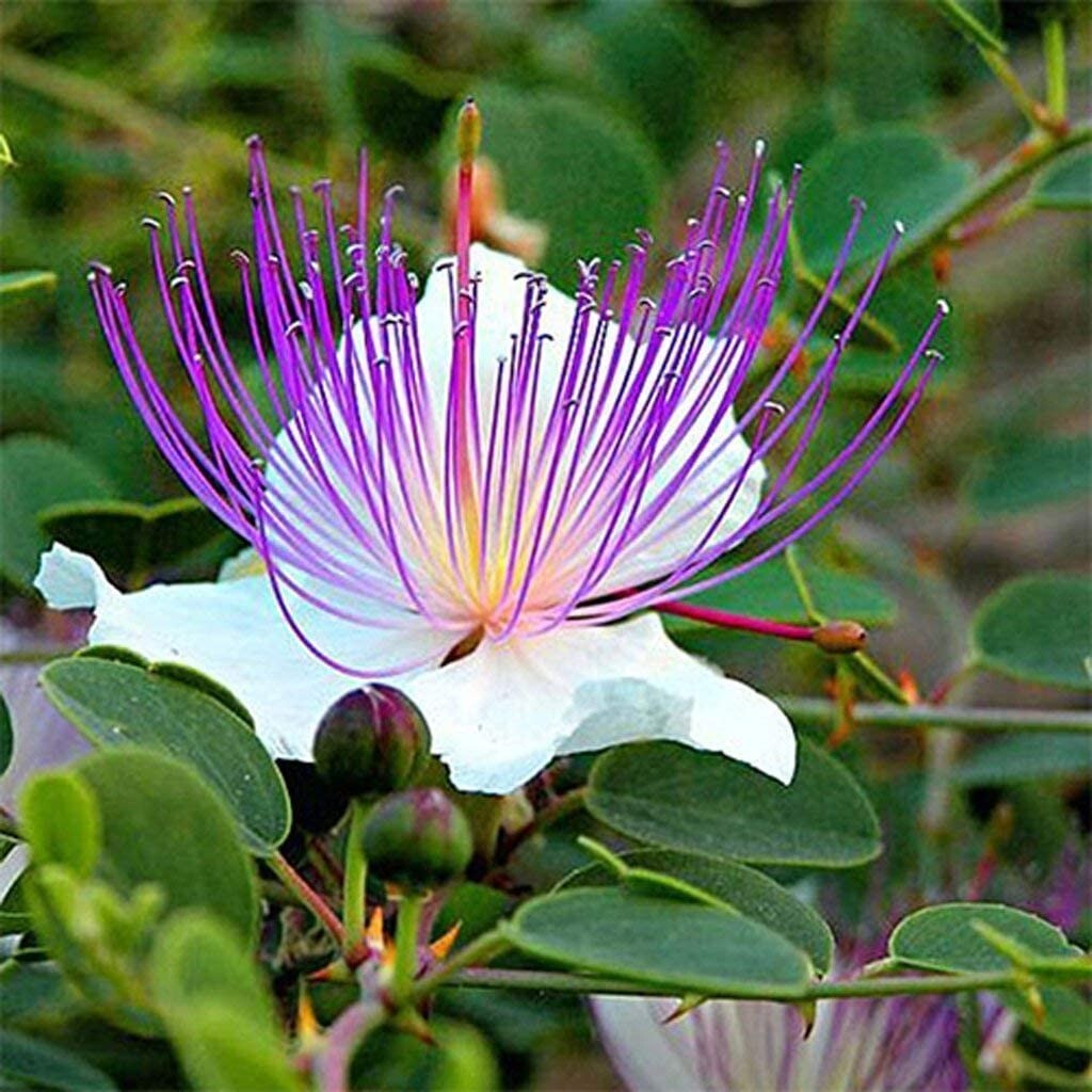 30 Caper Bush Seeds to Grow Capparis spinosa