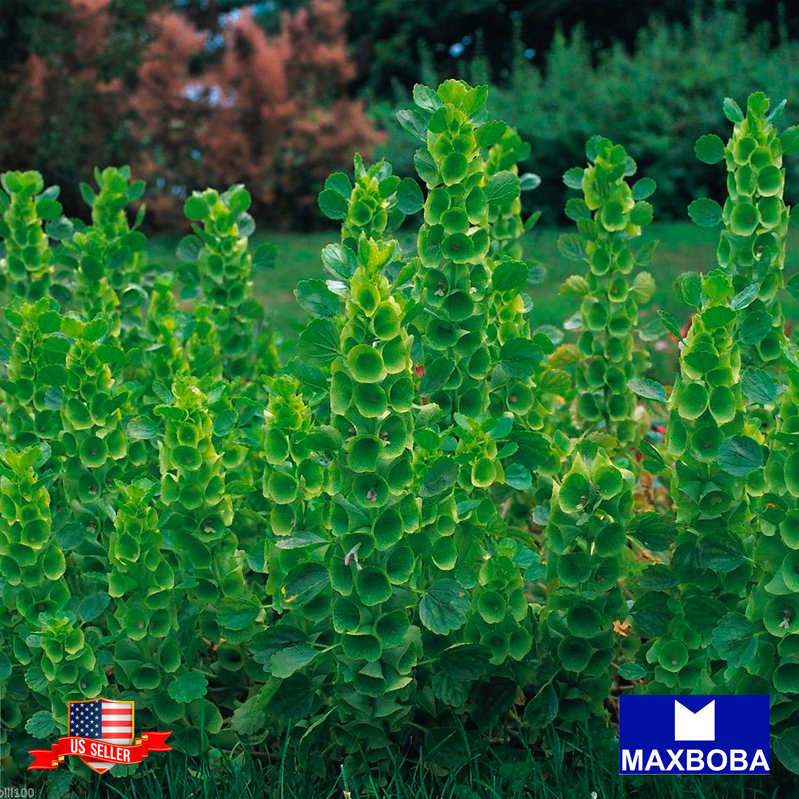 Fresh! Bells of Ireland Seeds Moluccella laevis Non-GMO Herb Garden