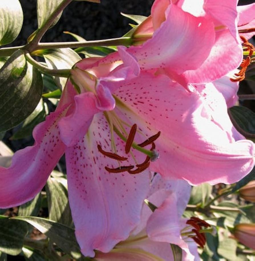2 – JOSEPHINE ORIENTAL LILY Flower Bulbs – Perennial Eye Catching Blooms