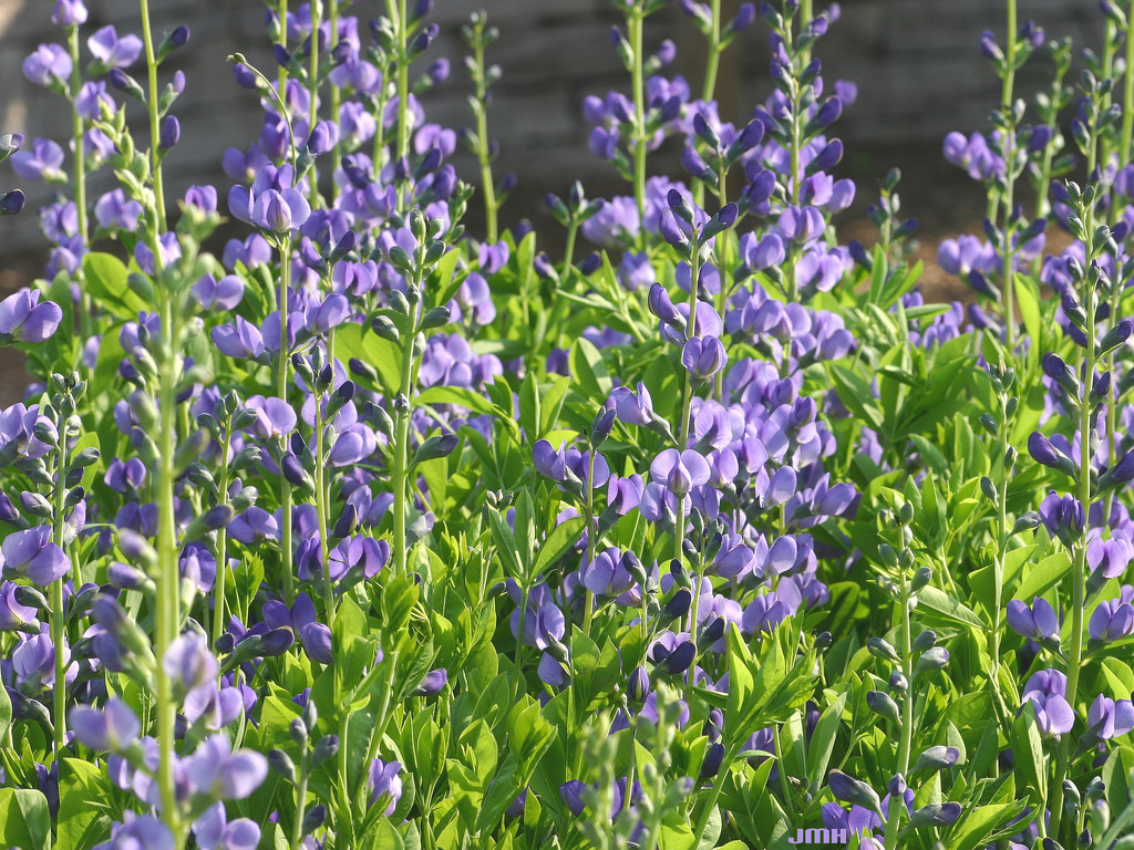31 SEEDS – indigo, BLUE, PERENNIAL WILDFLOWER GroCo USA – BUY 15-SHIPS FREE