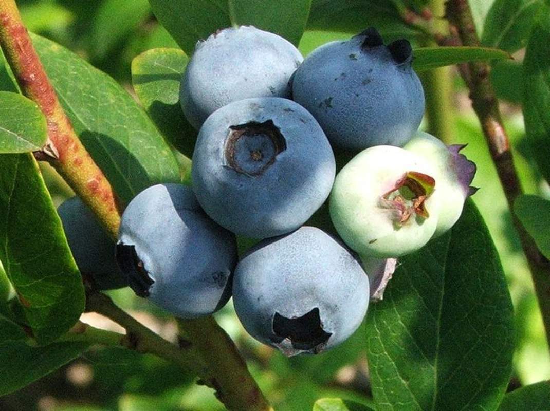 1-2000 PCS New Jersey Blueberry Tree Seeds Southern Black Highbush Fruit 0158