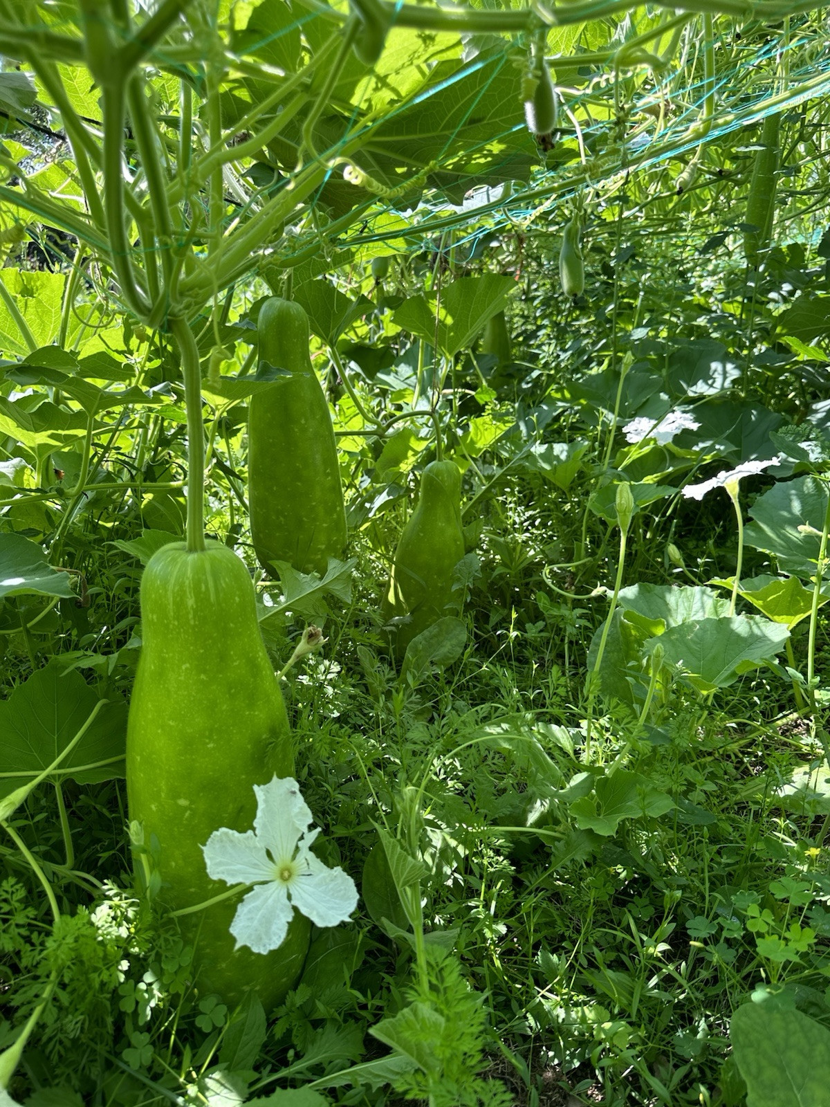 Big Bottle Gourd seeds || Lovely F1 Bangladeshi Lau Seeds || 6 Deshi Lau seeds
