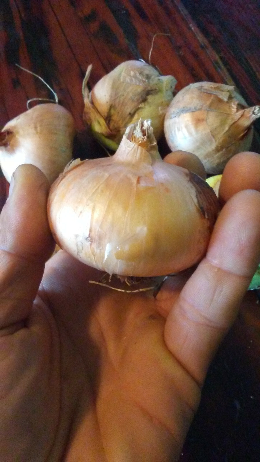 Green Mountain Potato Onion Seeds and Bulbs ~ Organic Multiplier Onions