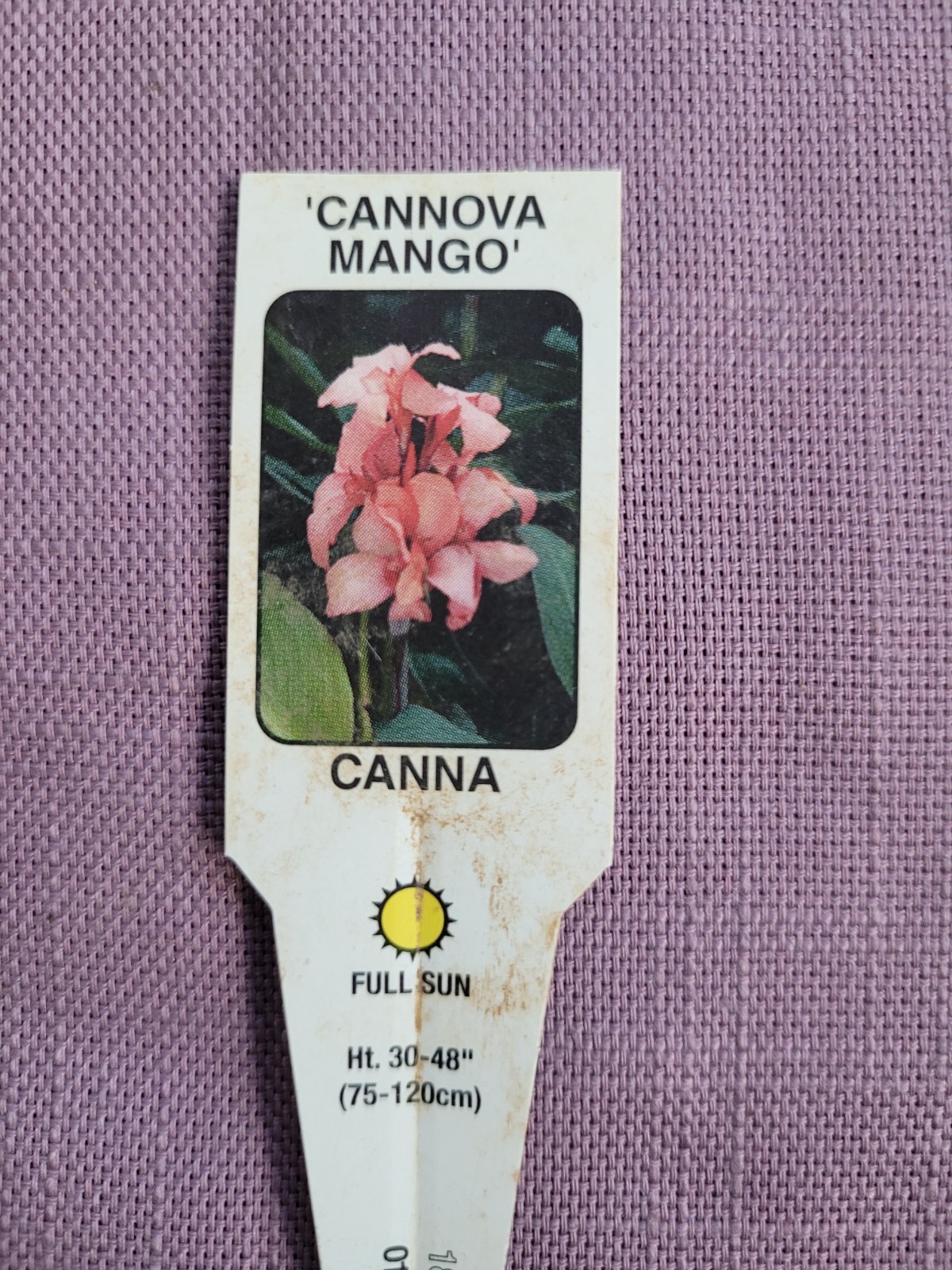 25 Canna Lily Seeds -Cannova Mango -Mango Flower -Green Leaves -4 ft Free Ship