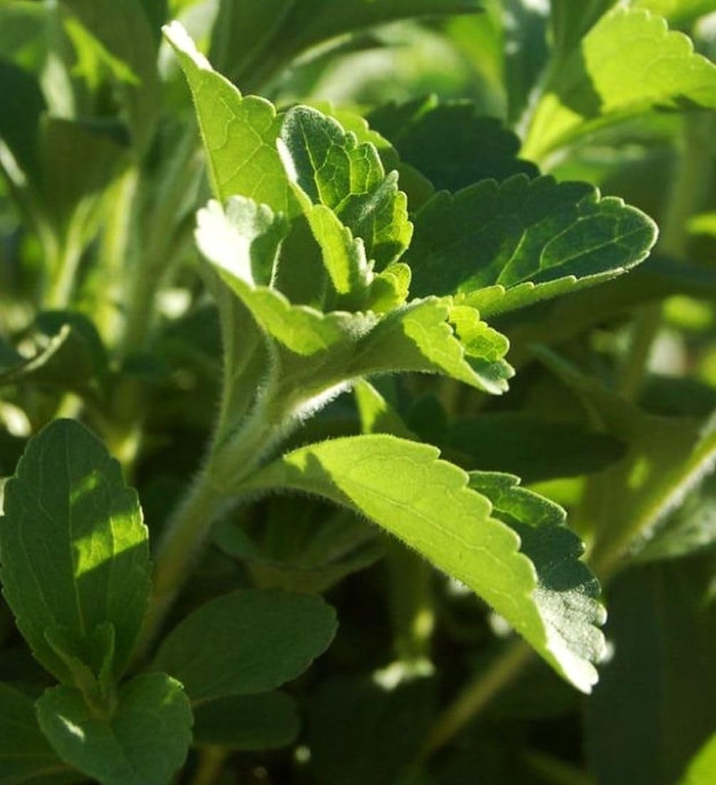 100PCS Stevia Plant Seeds for Home Gardening and Natural Sweetener Use