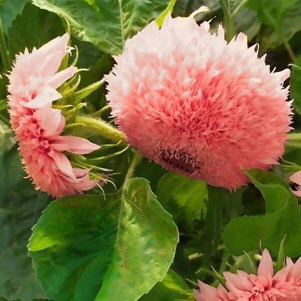 50pcs Pink Pooh Sunflower Seeds – Unique Pink Blooms, Non-GMO, Heirloom, Organic