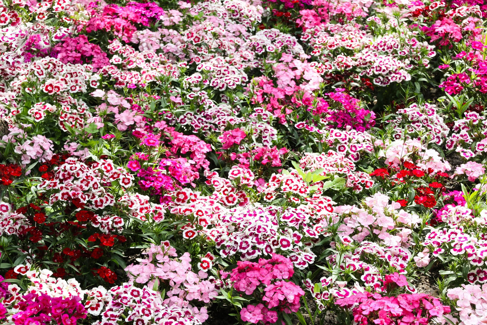 500 MIXED Colors SWEET WILLIAM Dianthus Barbatus Red Pink Bicolor Flower Seeds