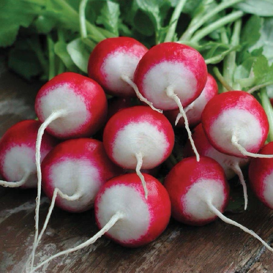 Sparkler White Tip Radish 150+ Seeds. Organic~ Heirloom | Free shipping | USA.