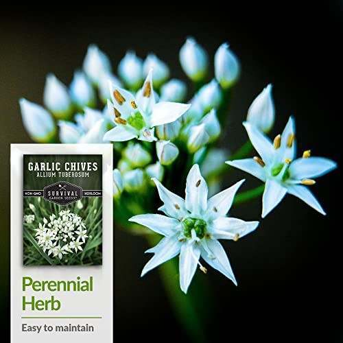 Packs Garlic Chives Seed for Planting – Packet with Instructions to Grow 3