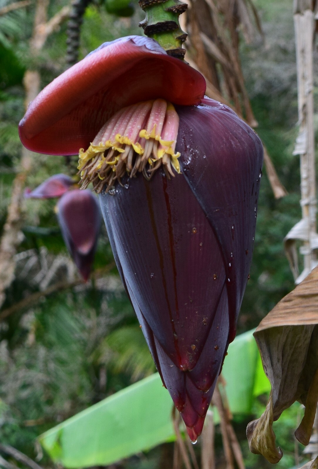 5 Seeds Musa thomsonii Himalaya Banana VERY Rare Tropical Seed Pack