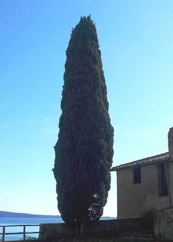 Cupressus sempervirens | Mediterranean Cypress | 50 Seeds