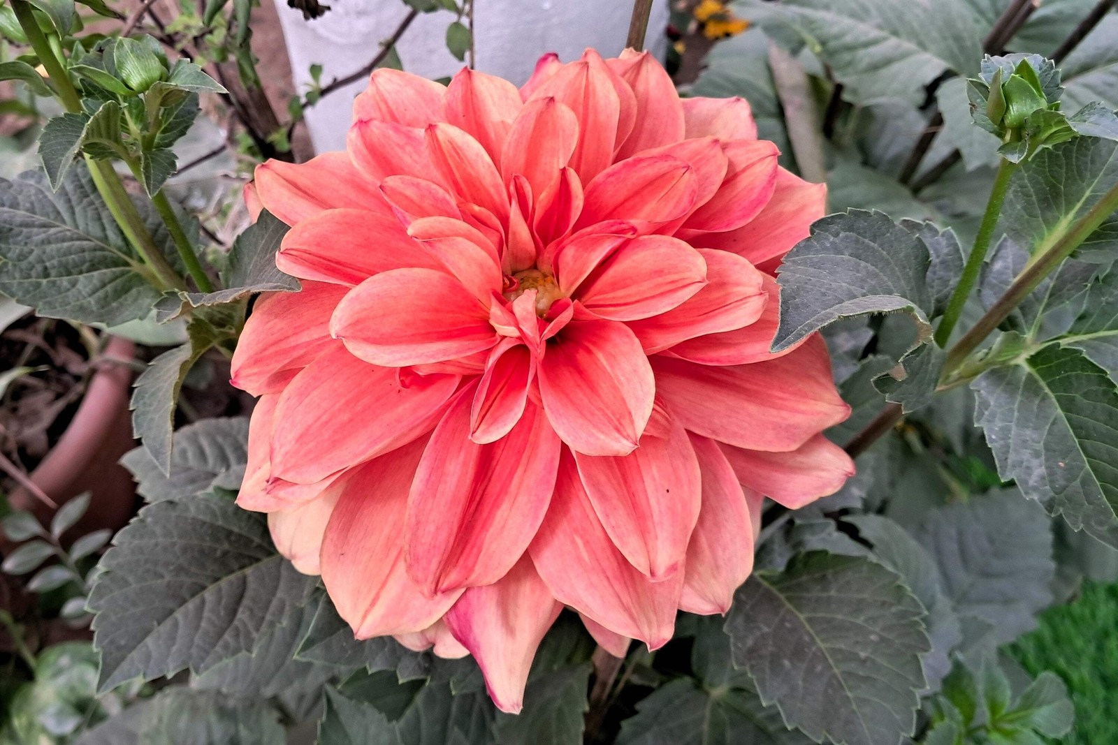 20 Dwarf Mixed Colors REDSKIN DAHLIA Variabilis Red Skin Bicolor Flower Seeds