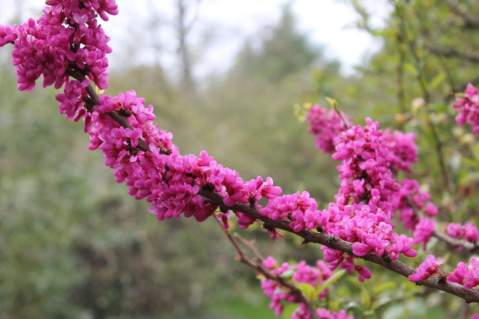 Chinese Redbud (Cercis chinensis), 50 seeds