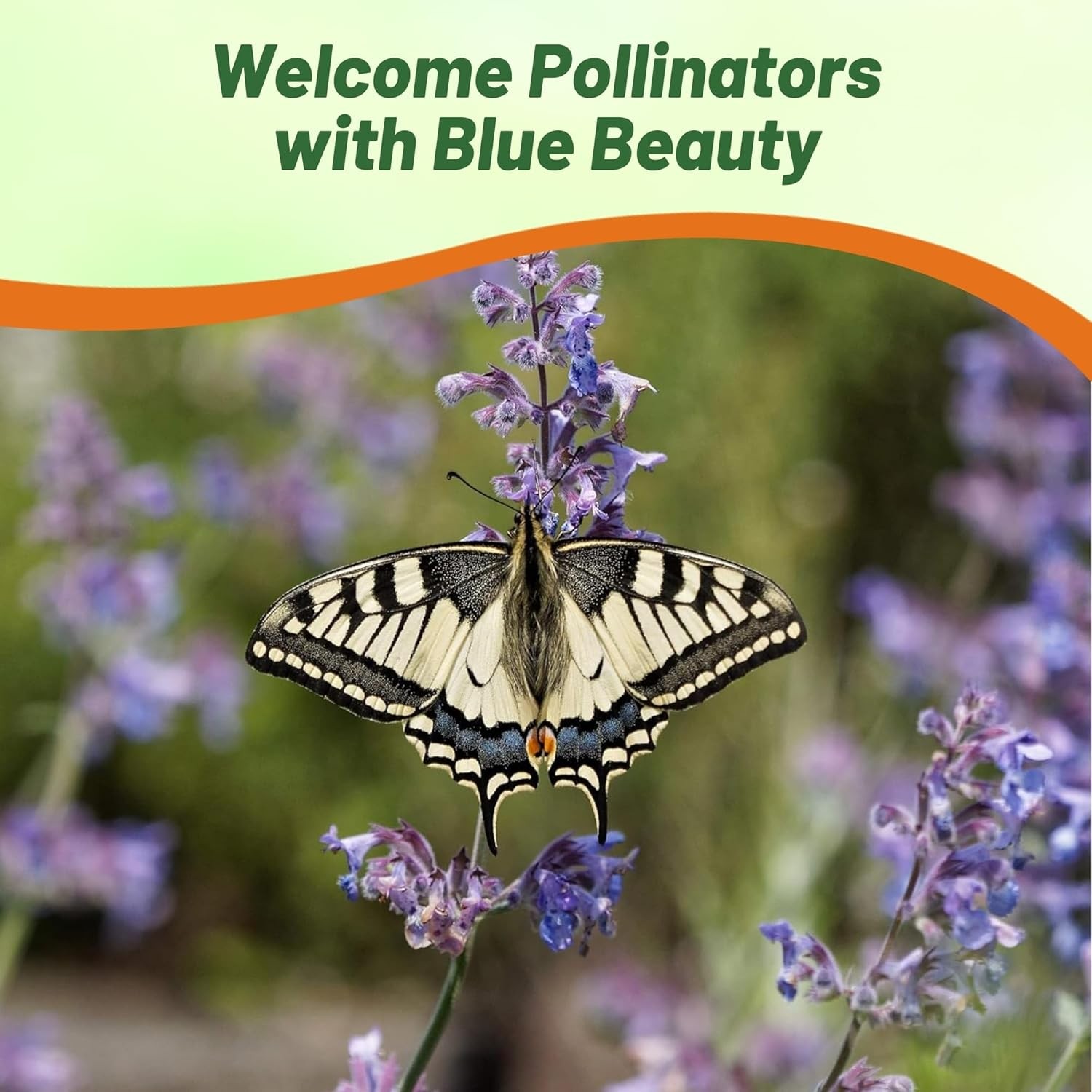 2000 Seeds Blue Catmint Seeds For Planting | Perennial Nepeta Flower Seeds
