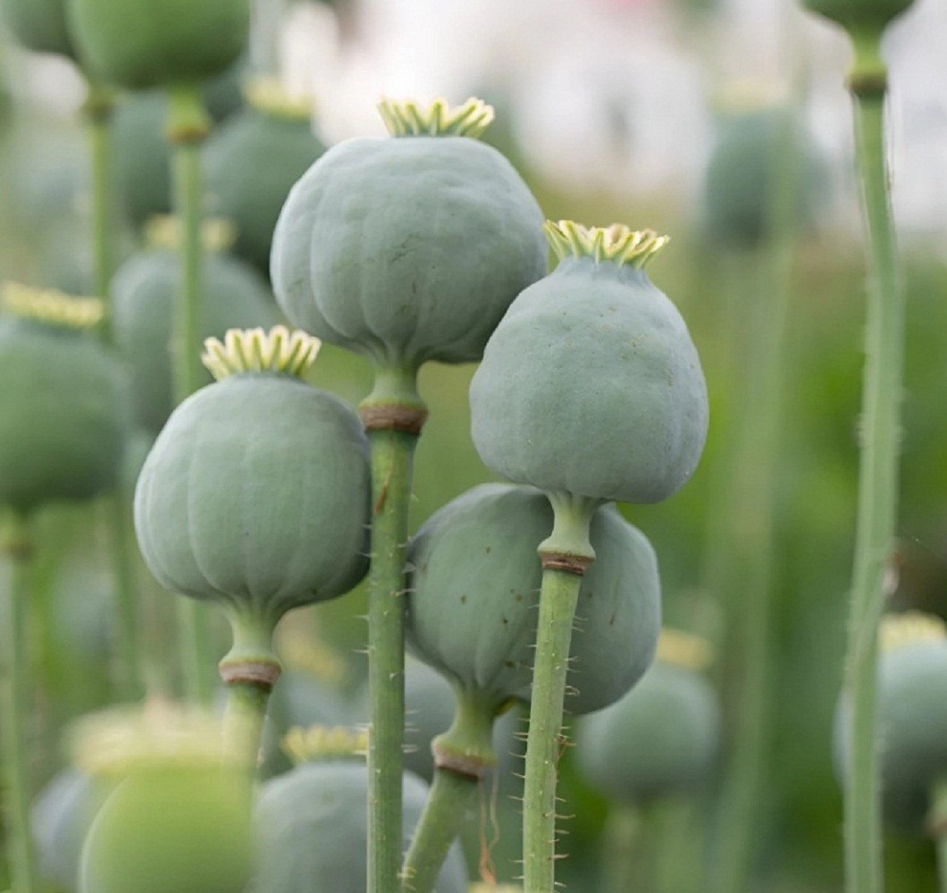 2,500 The Giant Rattle Papavear Somniferum Giganteum Poppy Seeds 2025 Harvest