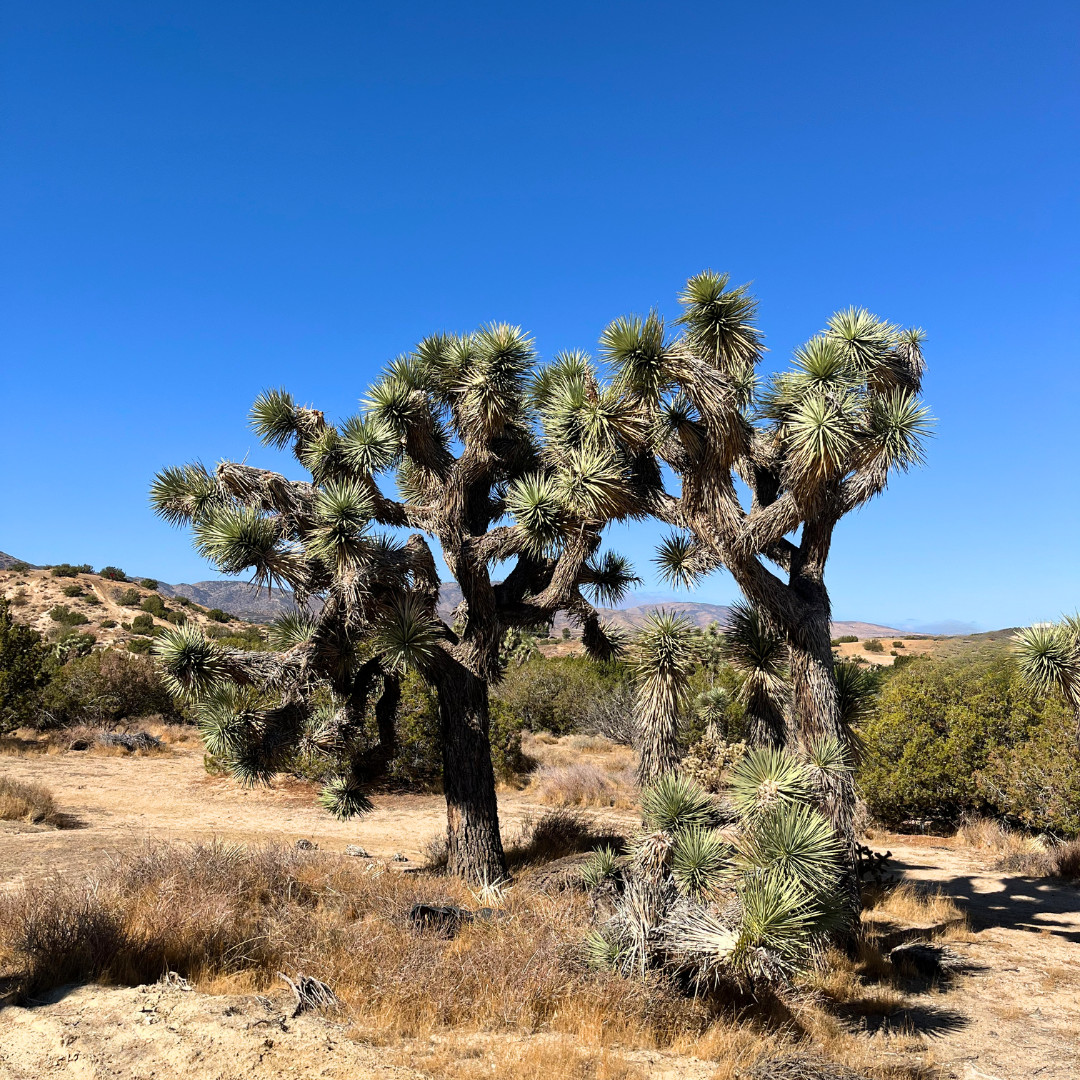 Organic Wild Foraged California Joshua Tree Seeds (Yucca Brevifolia)