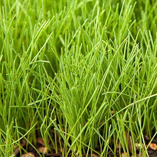Premium Creeping Red Fescue Grass Seed – 3lb, Oregon Grown, No Fillers, Shade To