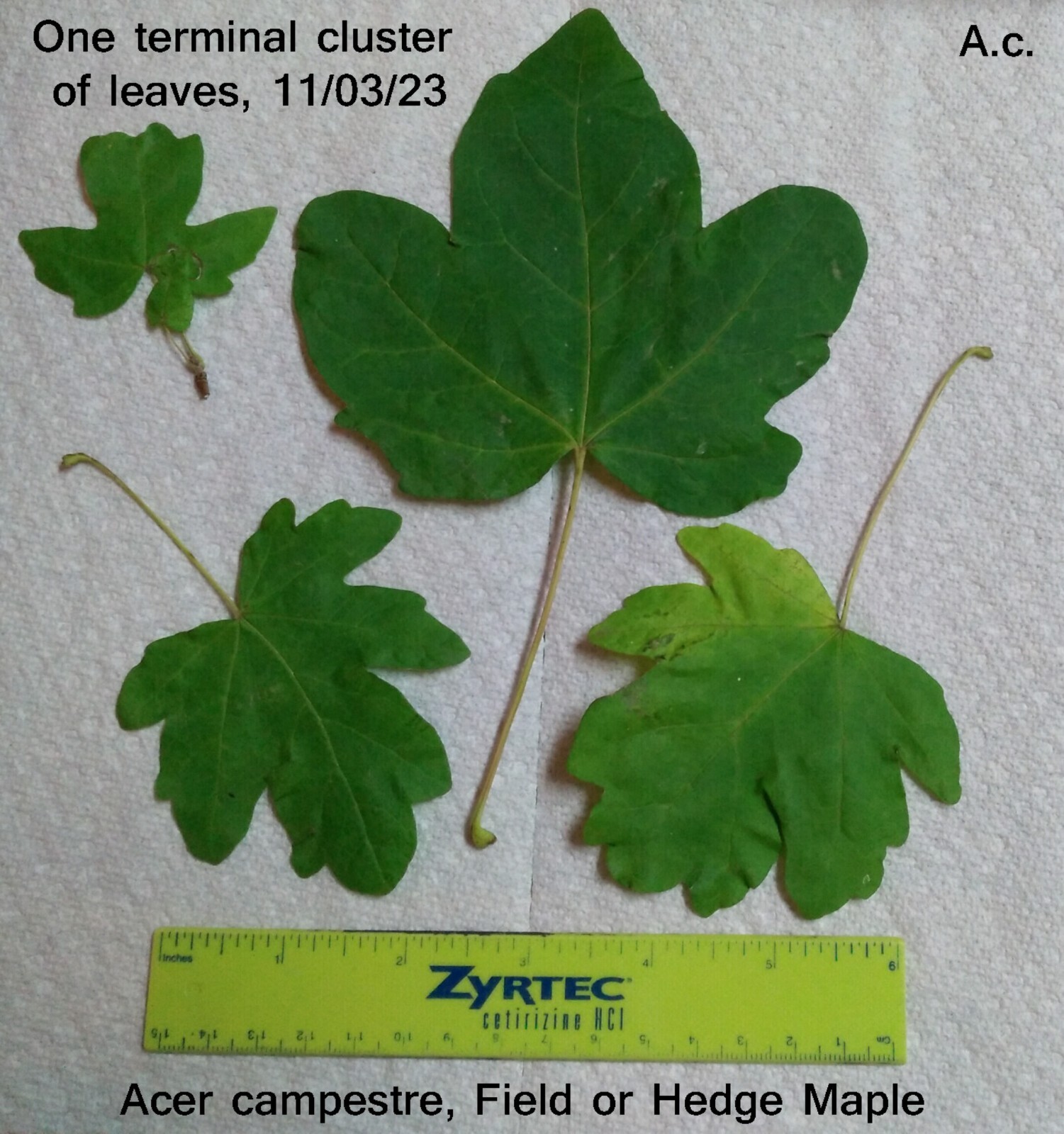 Field Maple, Acer campestre, 15 seeds