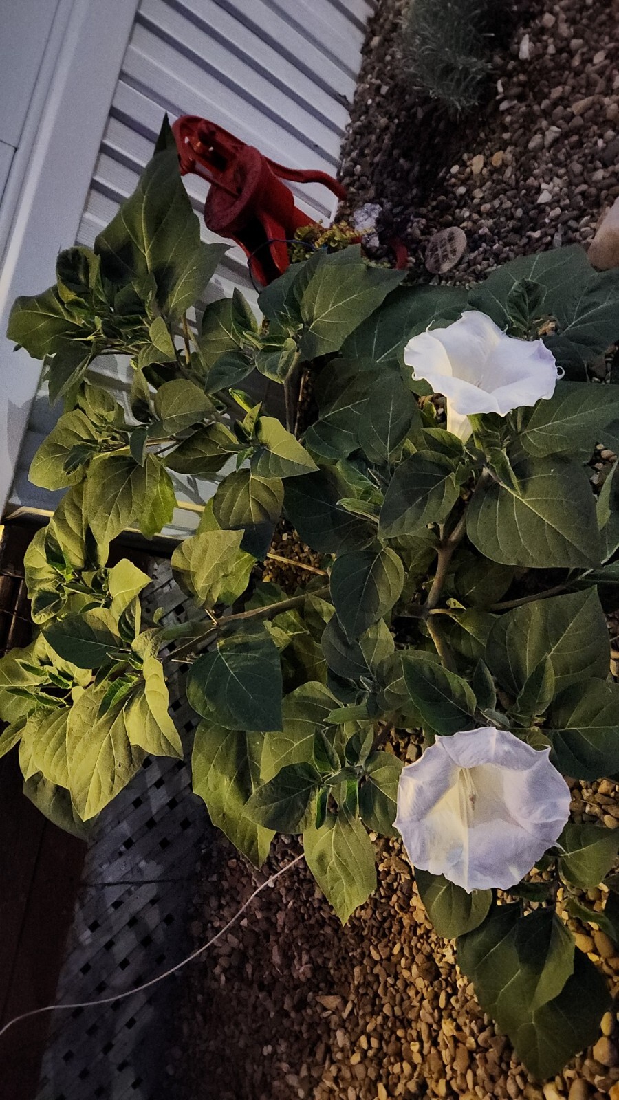 MOONFLOWER WHITE Night Flowering BEES Moths Pollinate from IA USA 100 Seeds!