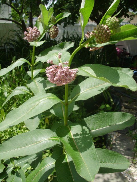 30 COMMON MILKWEED SEEDS – Asclepias syriaca