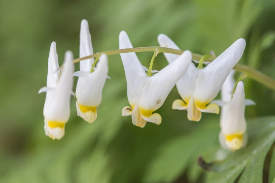 5 Wild Dutchman’s Breeches Dicentra cucullaria Bulbs/Bare root ~Woodland gardens
