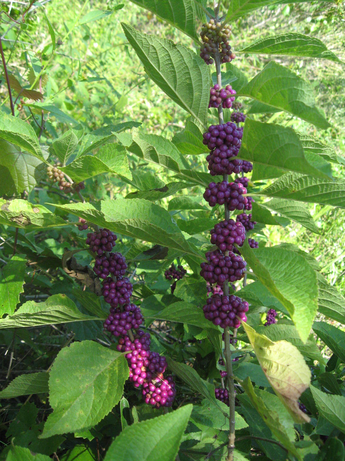 Callicarpa Dichotoma 200 Seeds, Ornamental Purple Beauty Berry Shrub Bush
