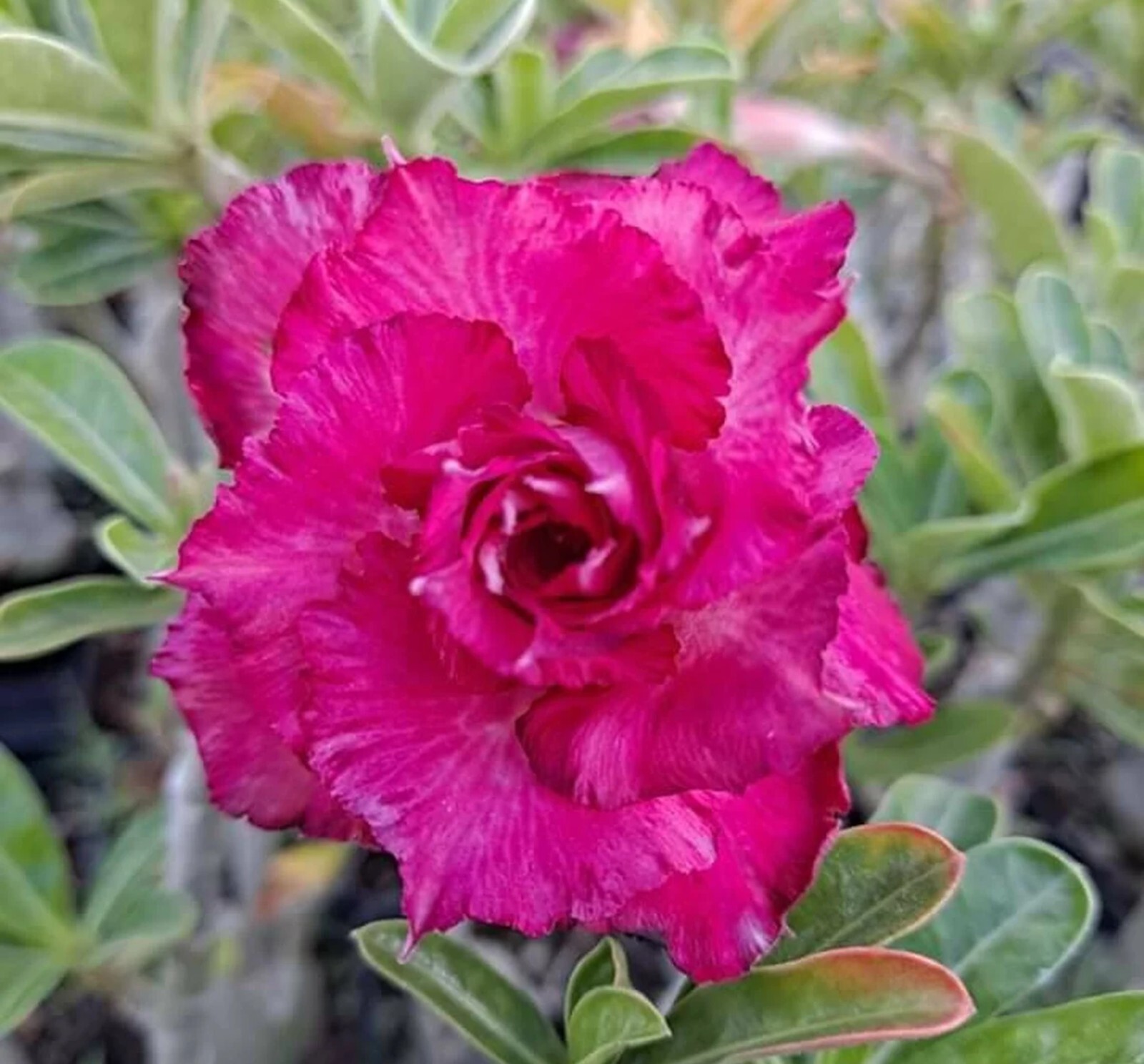 10 Bright Magenta Desert Rose Seeds Adenium Obesum Flower Perennial Seed US SELL