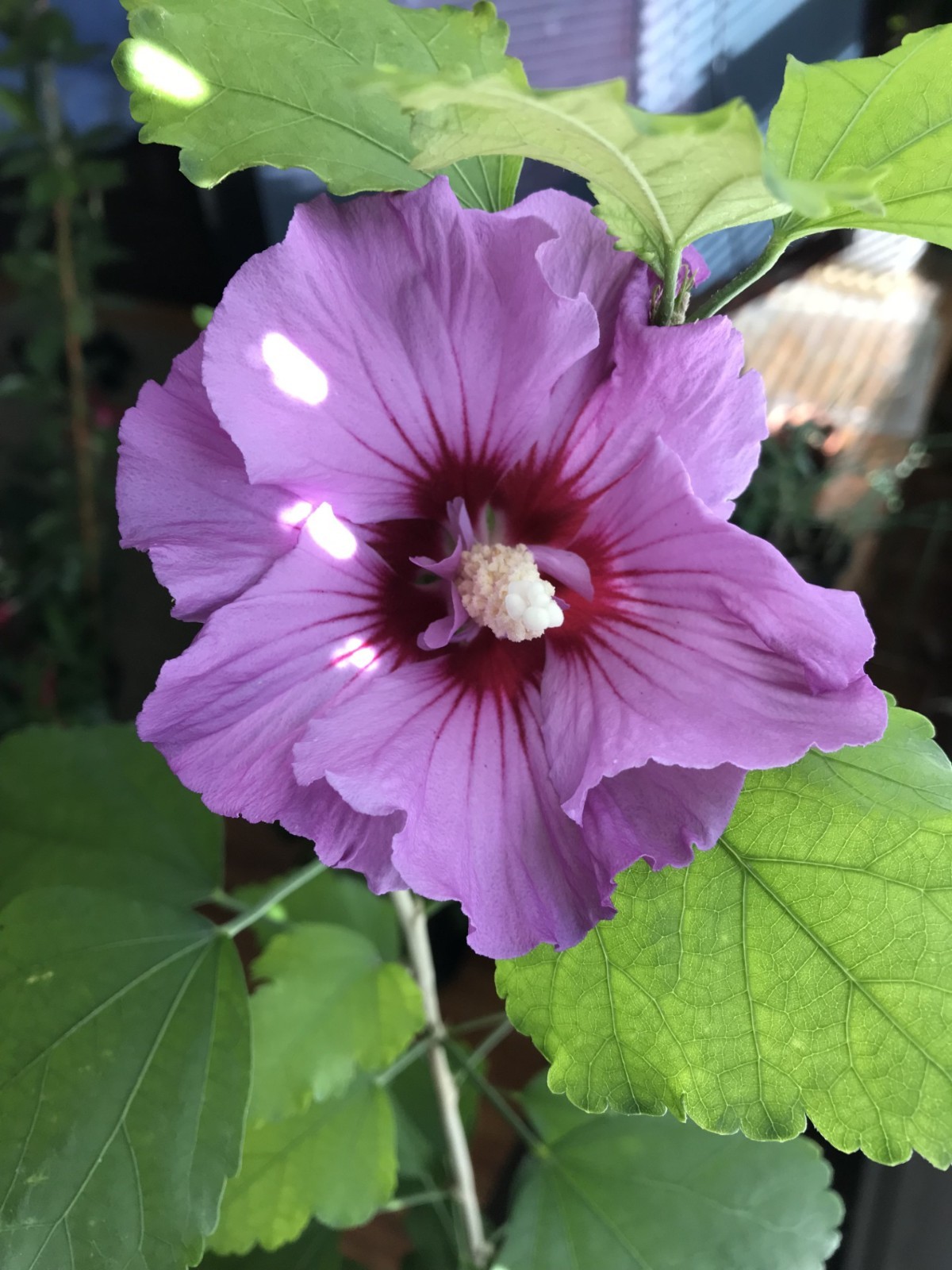 Rose of Sharon 80+ seeds, attracting pollinators, deer resistant, hardy shrub