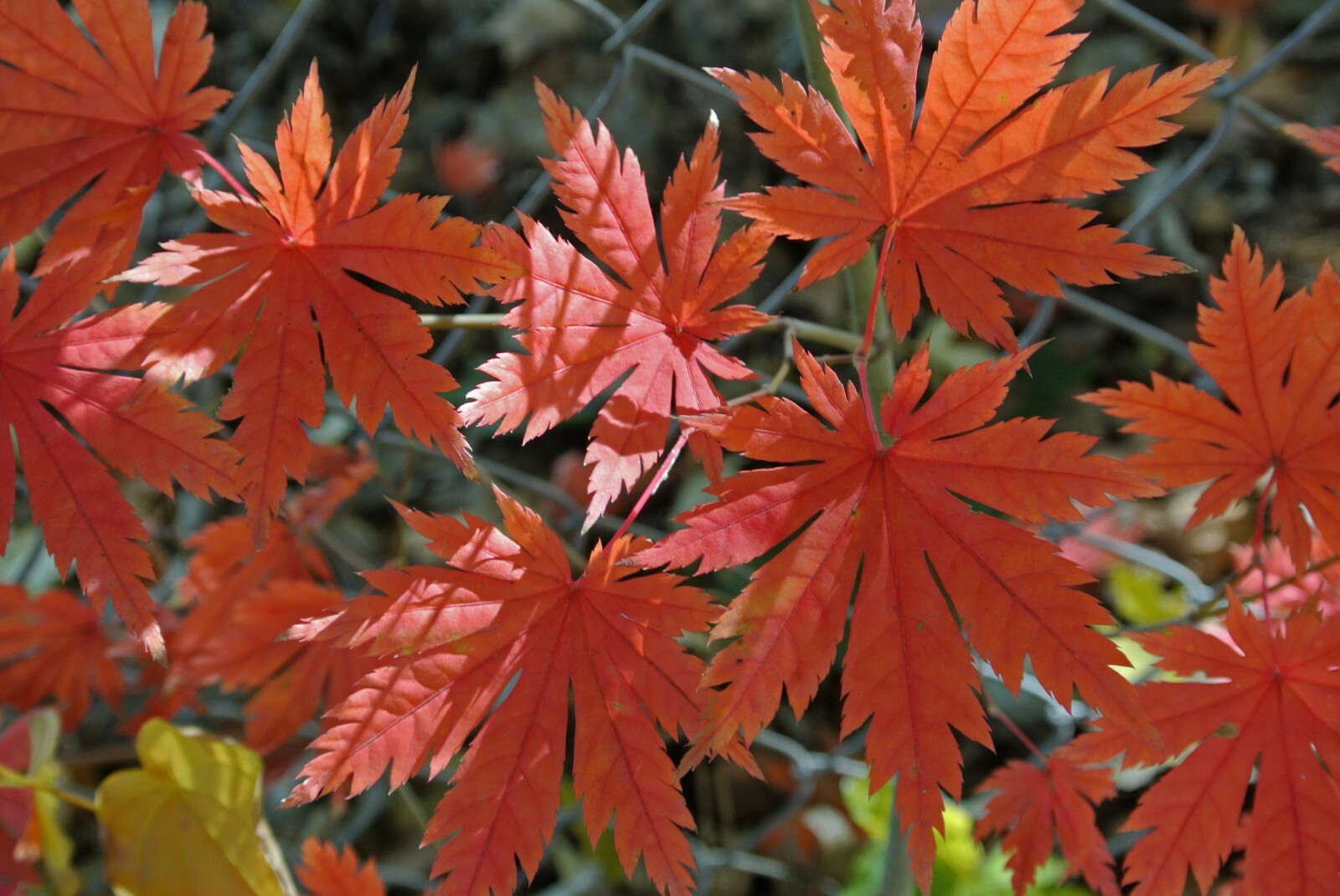 Korean Maple (Acer pseudo-sieboldianum), 25 seeds
