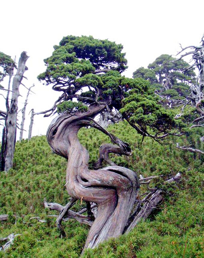 10 Bristlecone Pine Seeds (Pinus aristata) “OLDEST Living Tree in the WORLD!”