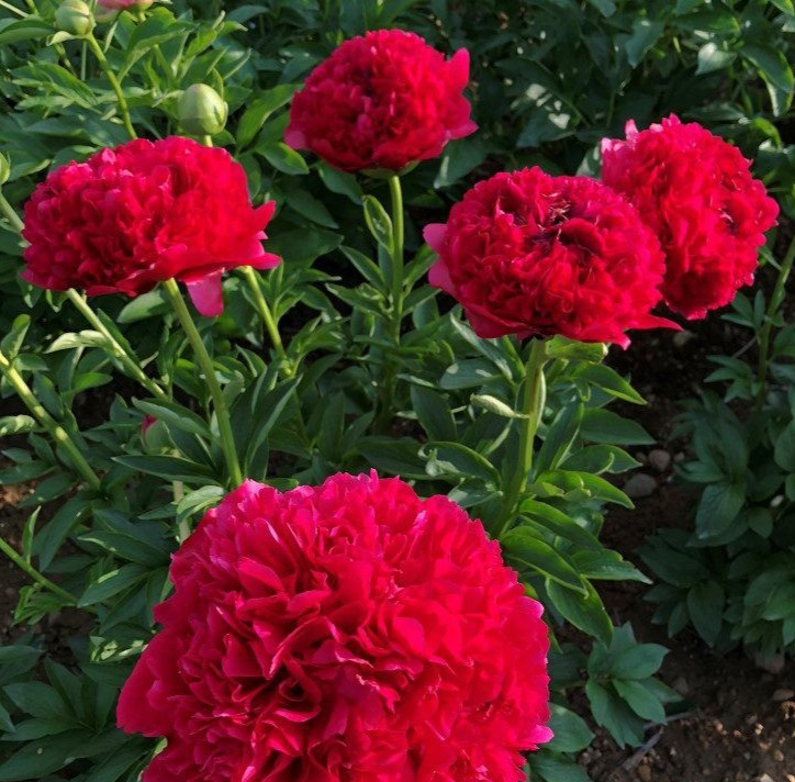 Double Peony COMMAND PERFORMANCE Live Perennial Flower Bulb BareRoot Plant